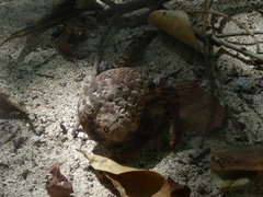 Coenobita clypeatus image