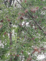 Lepidoptera