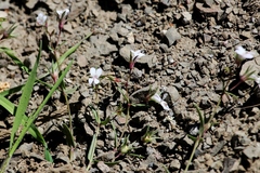 Collinsia sparsiflora