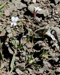 Collinsia sparsiflora