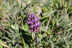 Lupinus formosus