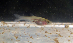 Aphyocypris normalis