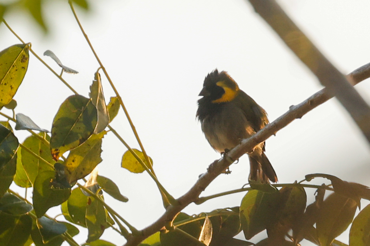 Cuban Grassquit (Phonipara canora), photo 5