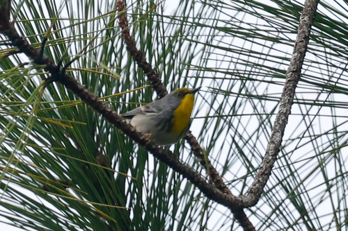 Olive-capped Warbler (Setophaga pityophila), photo 6