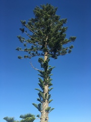 Eutacta