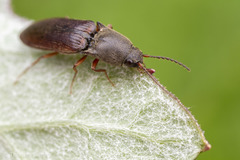 Agriotes ferrugineipennis