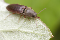 Agriotes ferrugineipennis