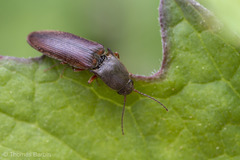 Agriotes ferrugineipennis
