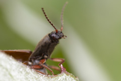 Agriotes ferrugineipennis