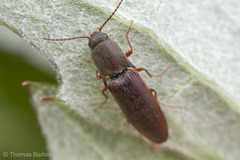Agriotes ferrugineipennis