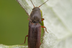 Agriotes ferrugineipennis