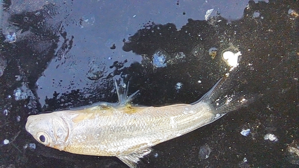 Chaguni (Chagunius chagunio) — Cyprinidae