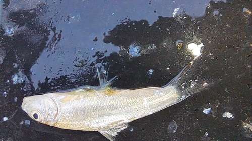 Chaguni-barbeel (Chagunius chagunio) — Cyprinidae