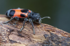 Enoclerus eximius