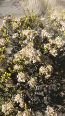 Ozothamnus leptophyllus