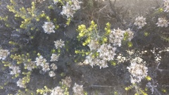 Ozothamnus leptophyllus