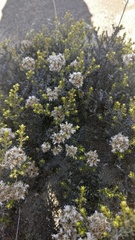 Ozothamnus leptophyllus