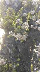 Ozothamnus leptophyllus