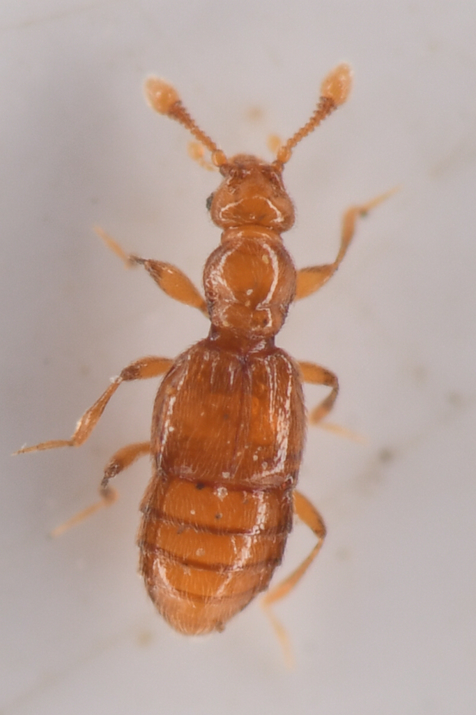 Actiastes desertorum