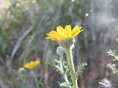Anacyclus radiatus