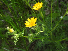Anacyclus radiatus