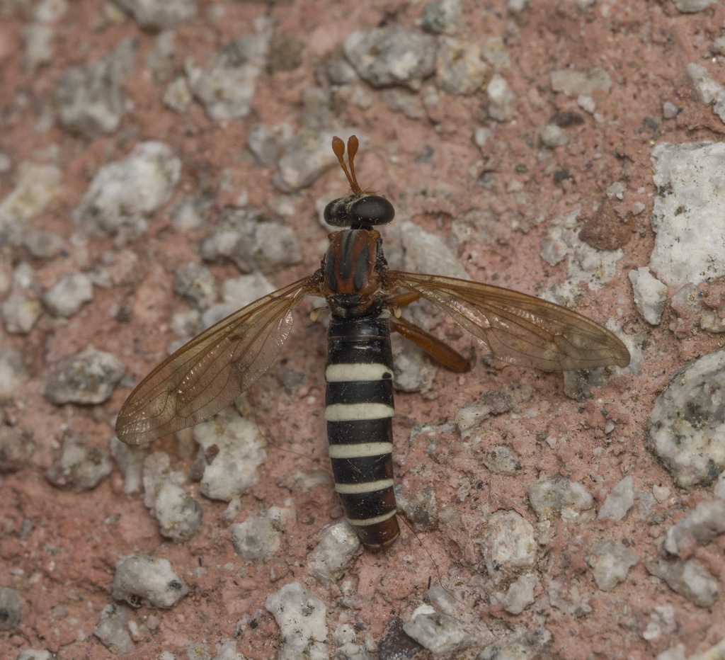 Apiophora paulseni