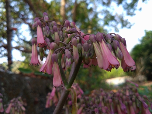 Kalanchoe laetivirens