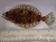 Bigmouth Sole photo 2