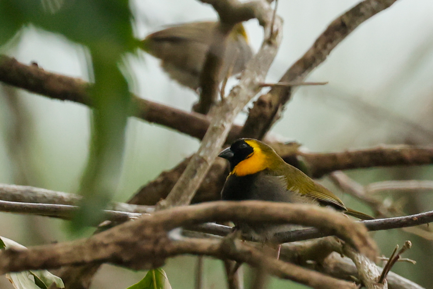 Cuban Grassquit (Phonipara canora), photo 6