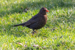 Turdus merula