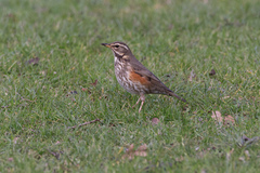 Turdus iliacus