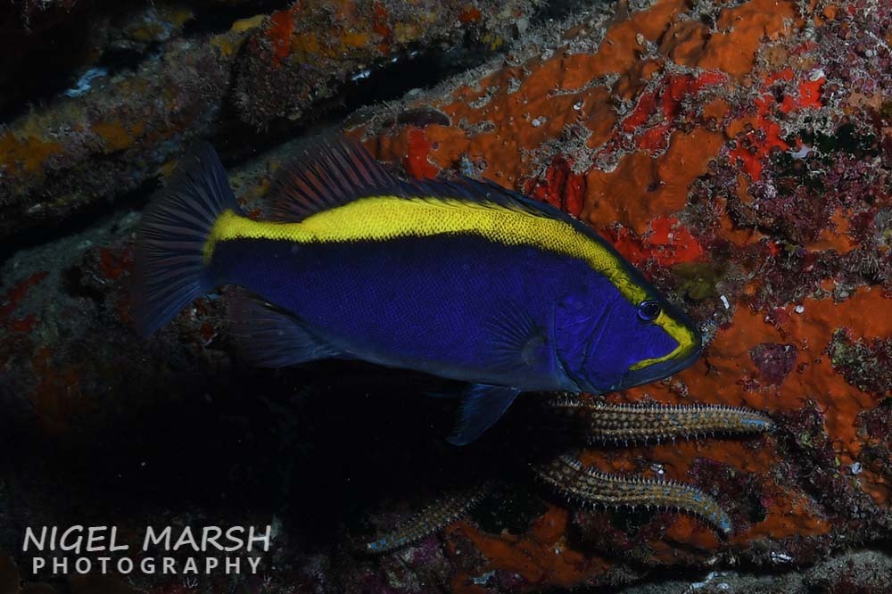 Gold Ribbon Cod Goldribbon Cod from Norfolk Island on February 25, 2024 at 07:16 AM by ...
