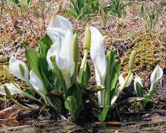 Lysichiton camtschatcensis