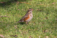 Turdus iliacus