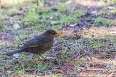 Turdus merula