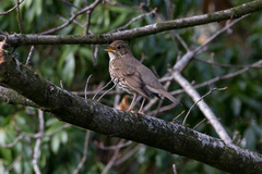 Turdus philomelos