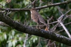 Turdus philomelos