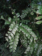 Ptaeroxylon obliquum