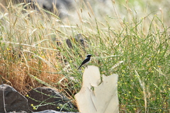 Oenanthe melanoleuca