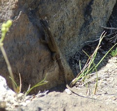 Liolaemus carlosgarini