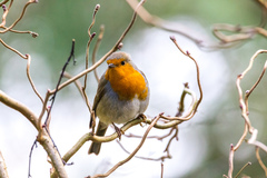 Erithacus rubecula