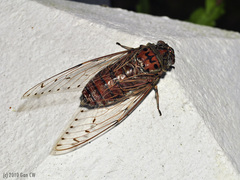 Megapomponia imperatoria