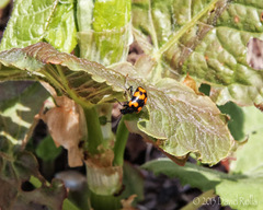 Gallerucida bifasciata