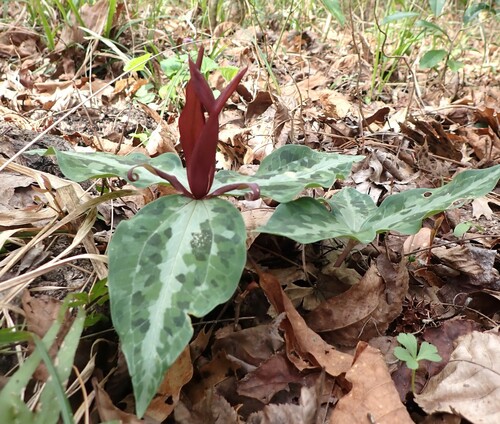 Image of Trillium underwoodii by (c) mfeaver, some rights reserved (CC BY)