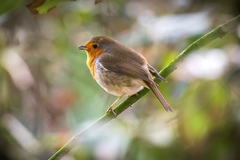 Erithacus rubecula