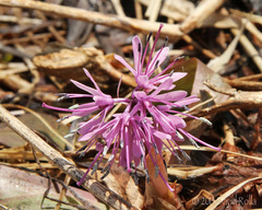 Heloniopsis orientalis