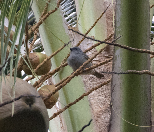 Orangequit (Euneornis campestris), photo 8