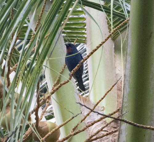 Orangequit (Euneornis campestris), photo 7