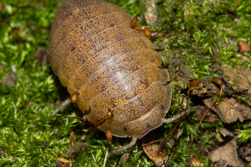 Helleria brevicornis Ebner, 1868