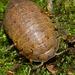 Heller's Isopod - Photo (c) max06, some rights reserved (CC BY-NC), uploaded by max06